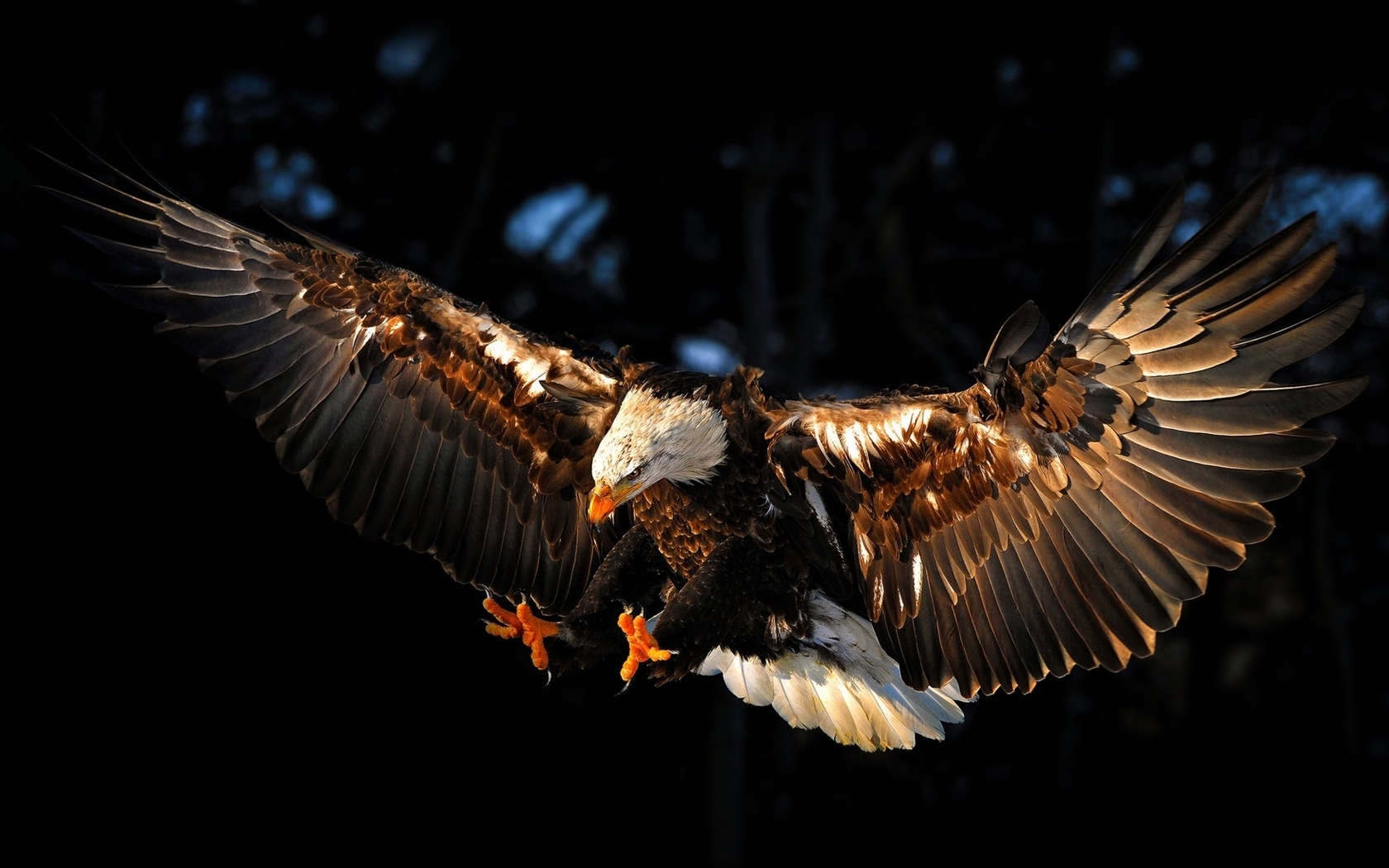 Image: Bald eagle, eagle, flying, wings, predator, bird, dark background
