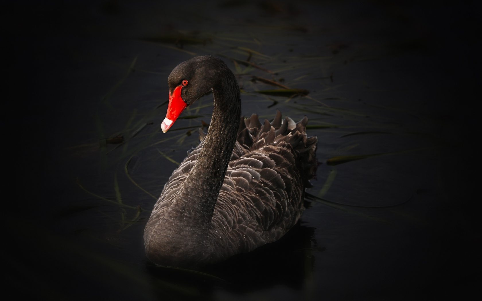 Image: Bird, black swan, water, grass, red, beak, blackout
