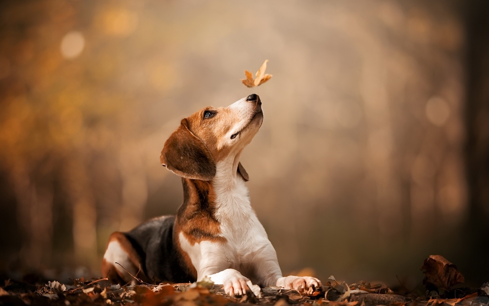 Image: Dog, snout, leaves, autumn, bokeh