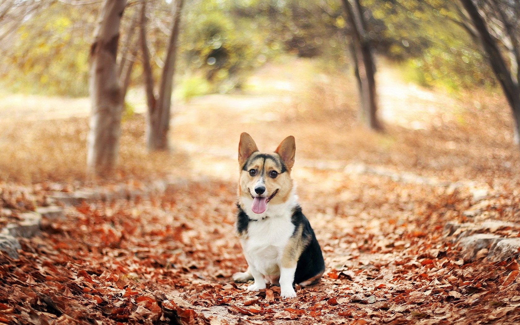 Картинка: Собачка, пёсик, сидит, язык, сухие, опавшие, листья, осень
