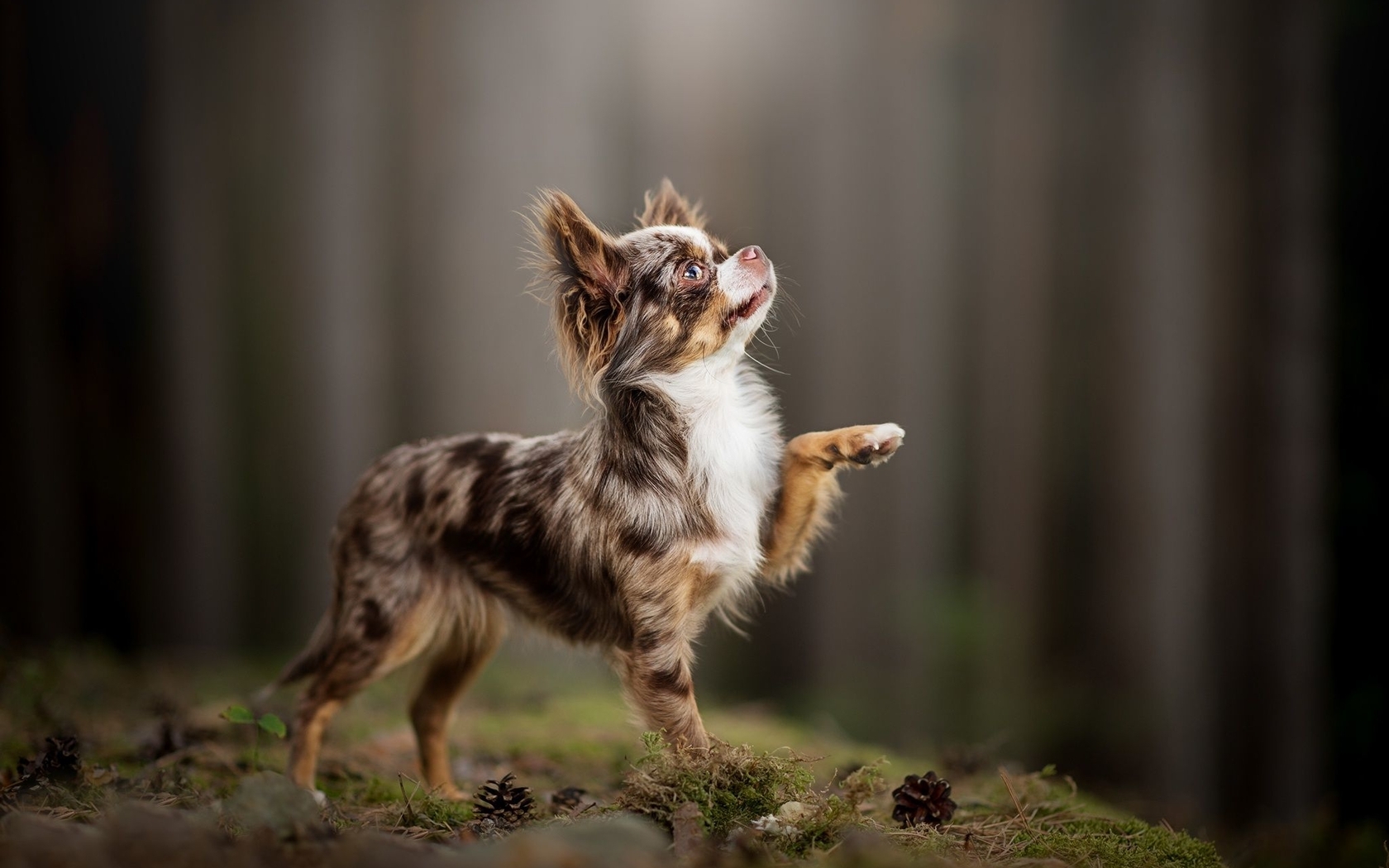 Image: Chihuahua, breed, dog, dog, forest, pine cone, moss, a raised paw