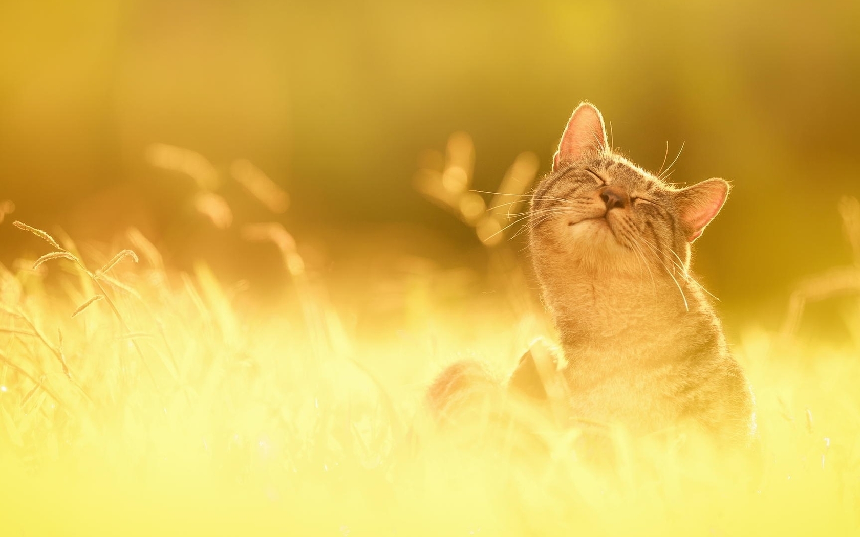 Image: Cat, snout, hiding, sun, ears, blurred background