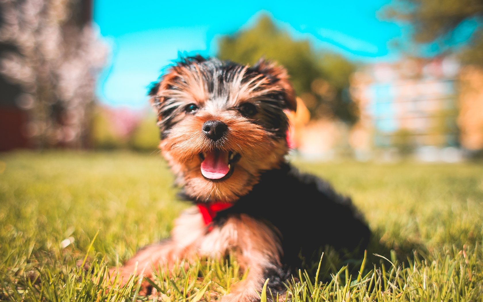 Картинка: Йоркширский терьер, порода, собака, щенок, трава, лужайка, солнечные лучи, лето