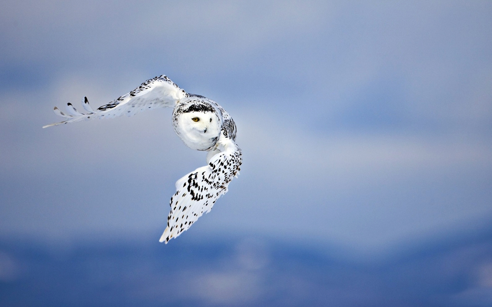 Картинка: Сова, полярная, птица, взгляд, хищник, в полёте, белая, пятнистая, в небе, летит, небо