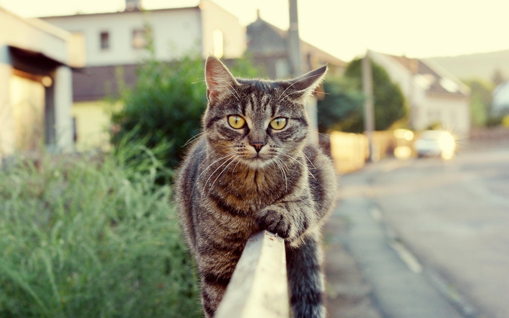 Image: Cat, lying, fence, street