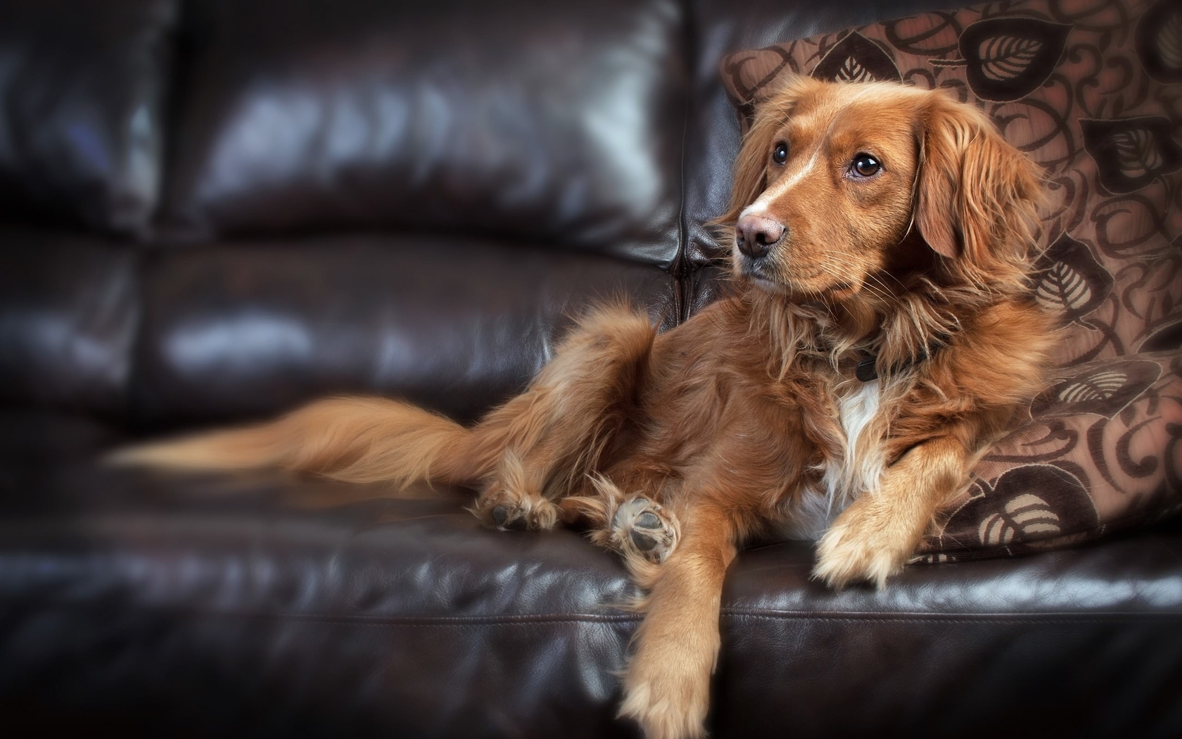 Картинка: Собака, морда, глаза, взгляд, шерсть, лапы, лежит, диван, подушка