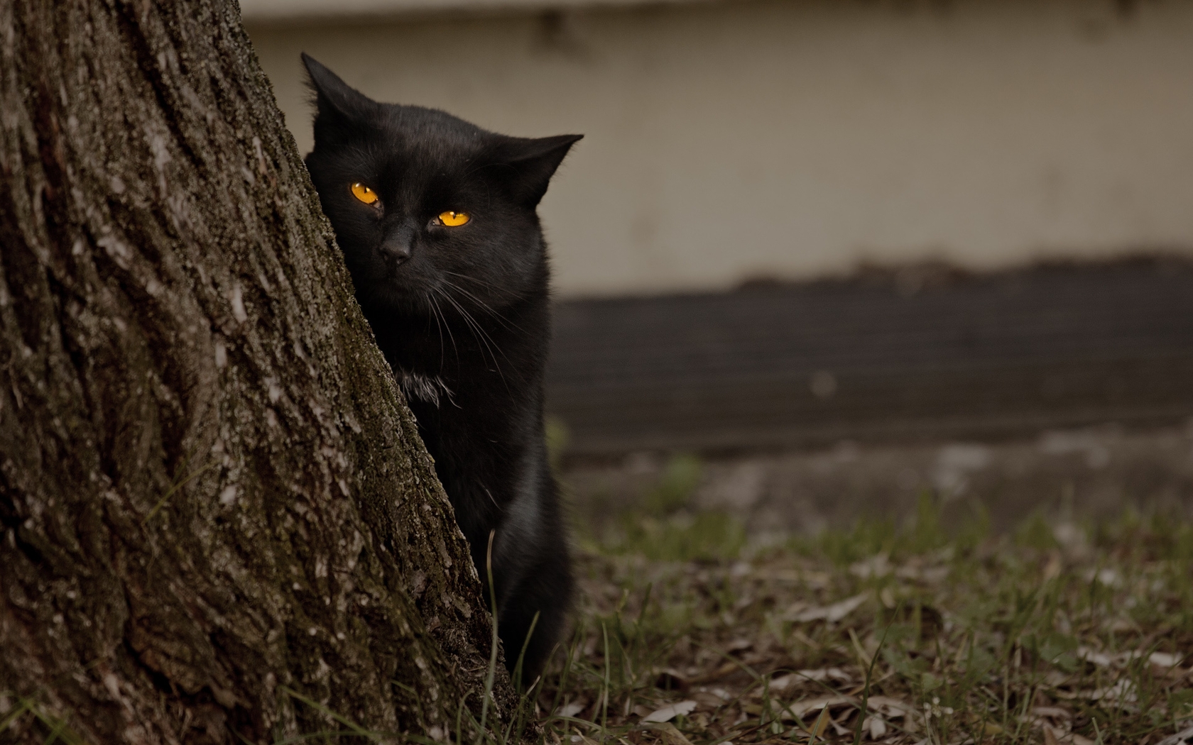 Картинка: Кошка, кот, чёрный, глаза, взгляд, дерево, трава