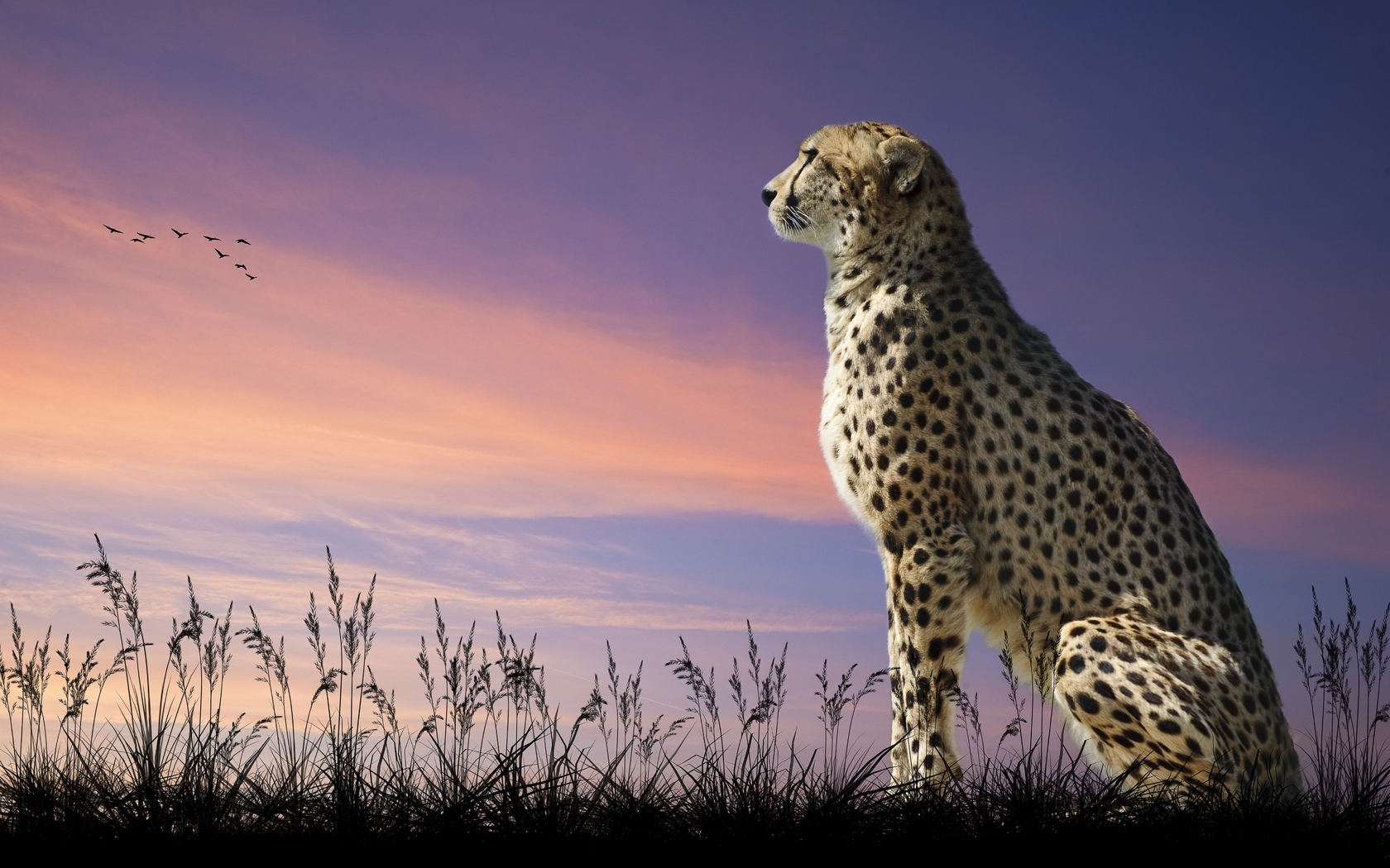 Image: Cheetah, cat, spot, predator, look, evening, sky, nature