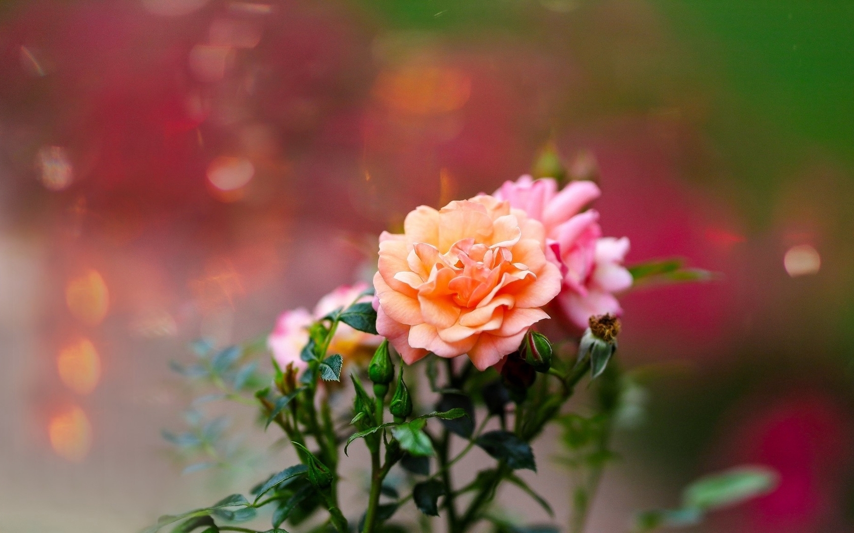 Image: Roses, flowers, beautiful, blurred background
