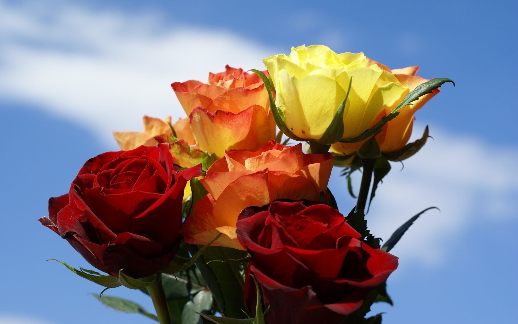 Image: Flowers, roses, sky, clouds, different colors