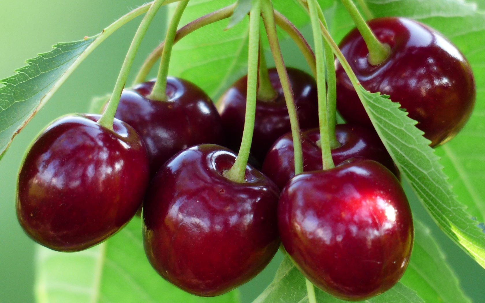 Image: Cherry, berry, branch, ripe