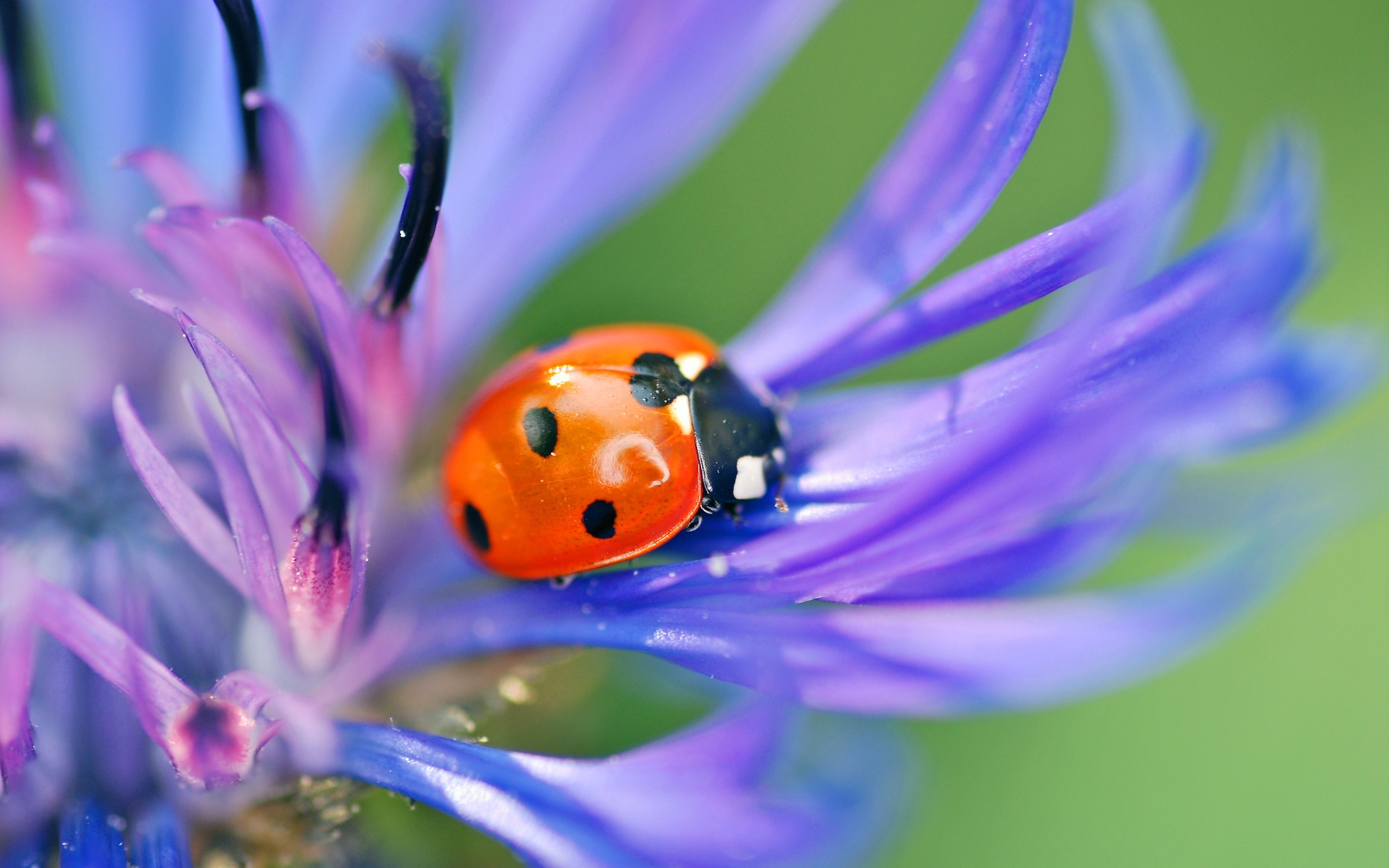 Image: Ladybug, point, sitting, plant, flower, petals