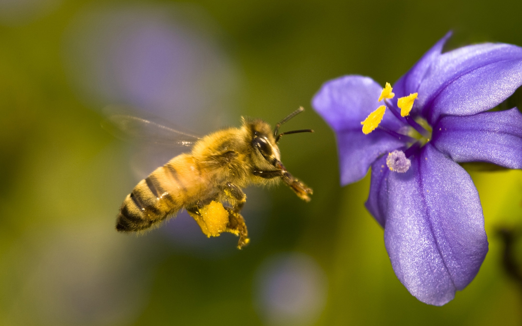 Картинка: Пчела, летит, цветок, тычинки