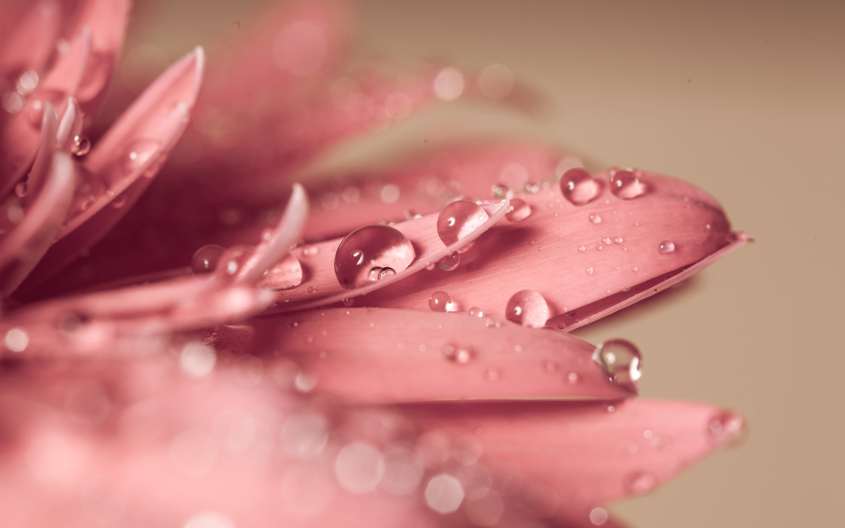 Картинка: Цветок, розовый, лепестки, капли