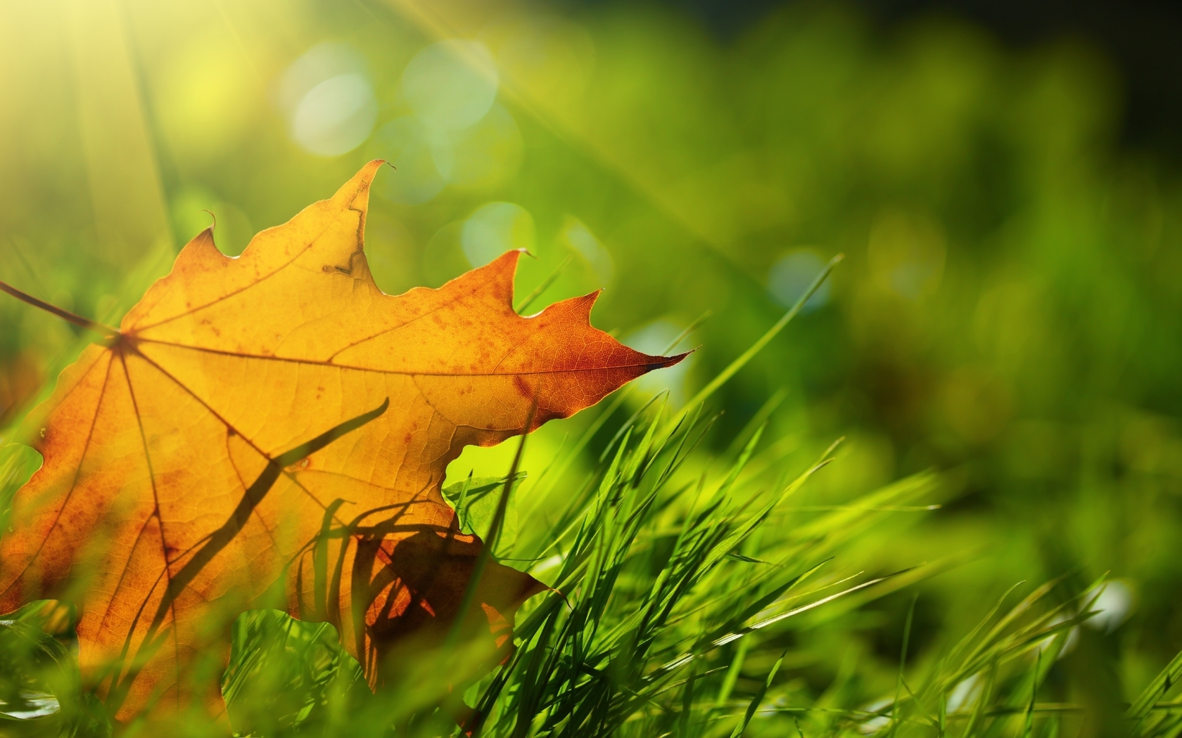 Картинка: Лист, жёлтый, осень, трава