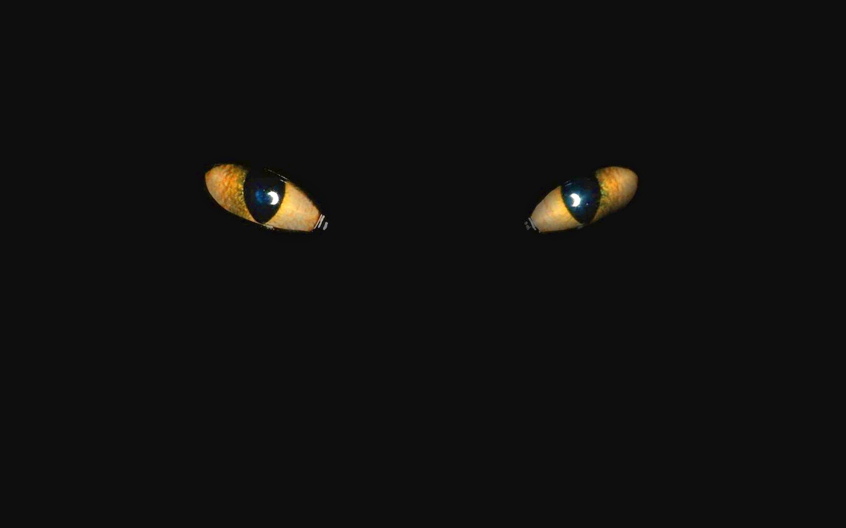 Обои глазки. Глаза в темноте. Кошачьи глаза в темноте. Кошачий глаз.