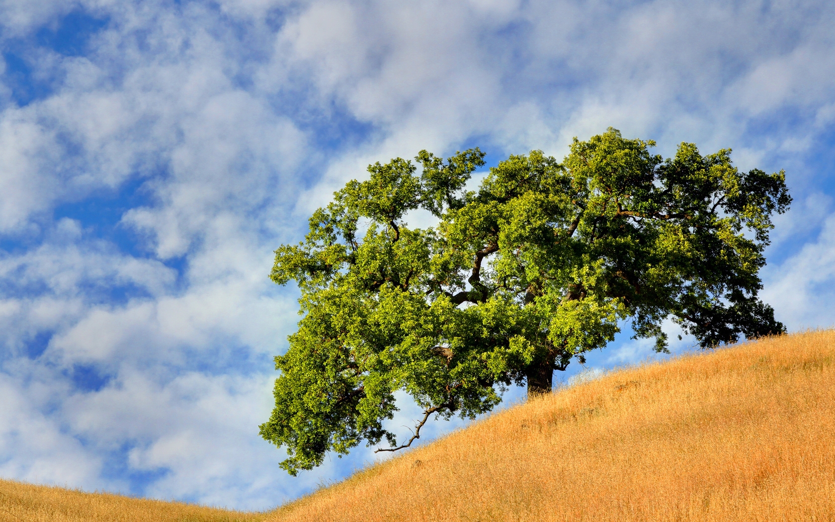 Image: Tree, field, hillside, landscape, sky, clouds