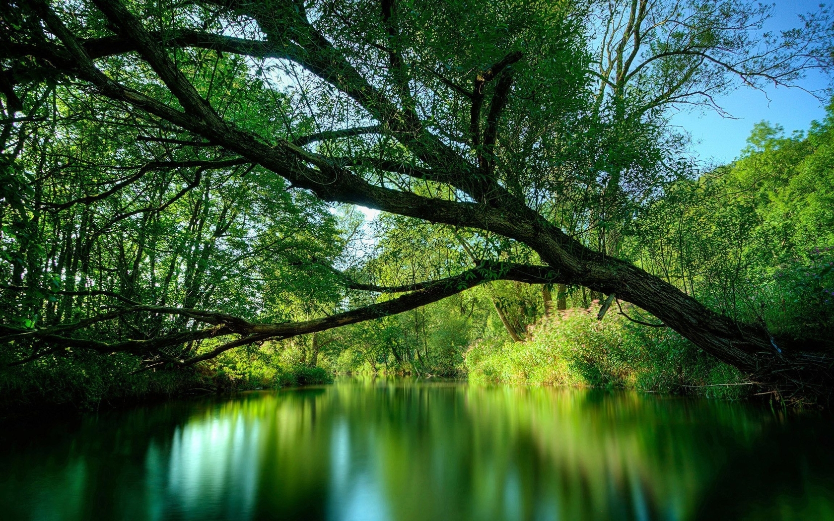 Картинка: Деревья, ветви, листья, крона, зелень, вода, отражение, небо