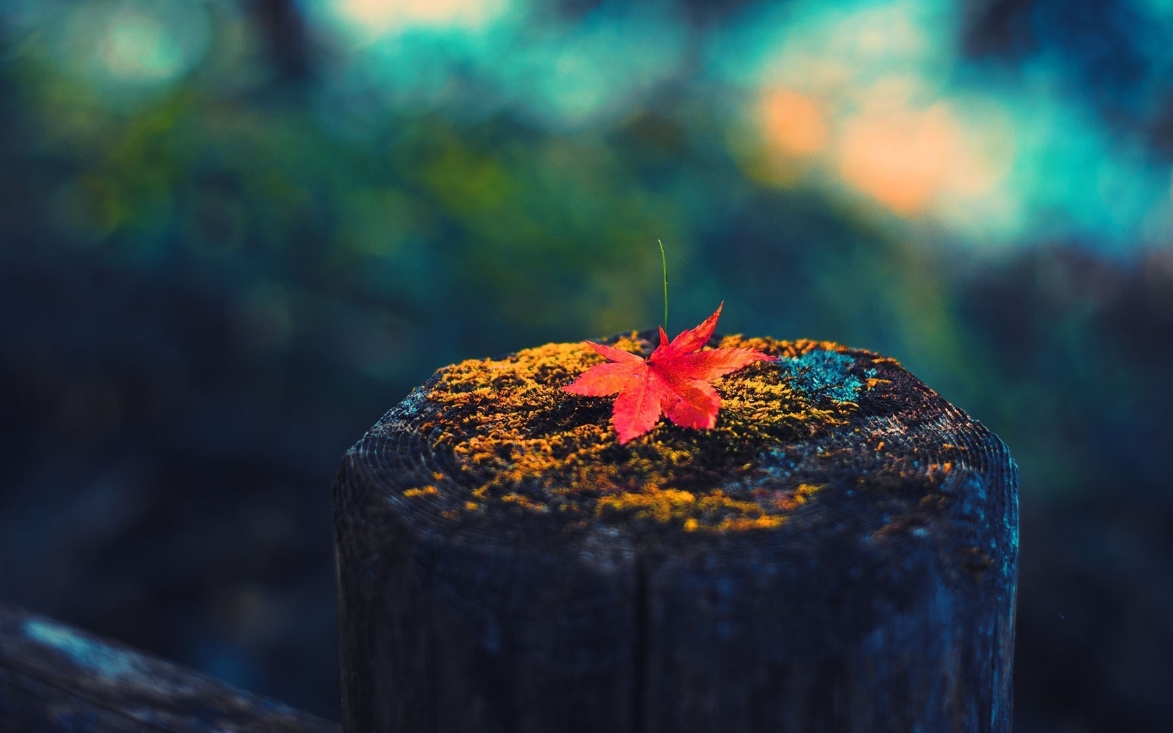 Image: Leaf, tree stump, autumn, bokeh, blur