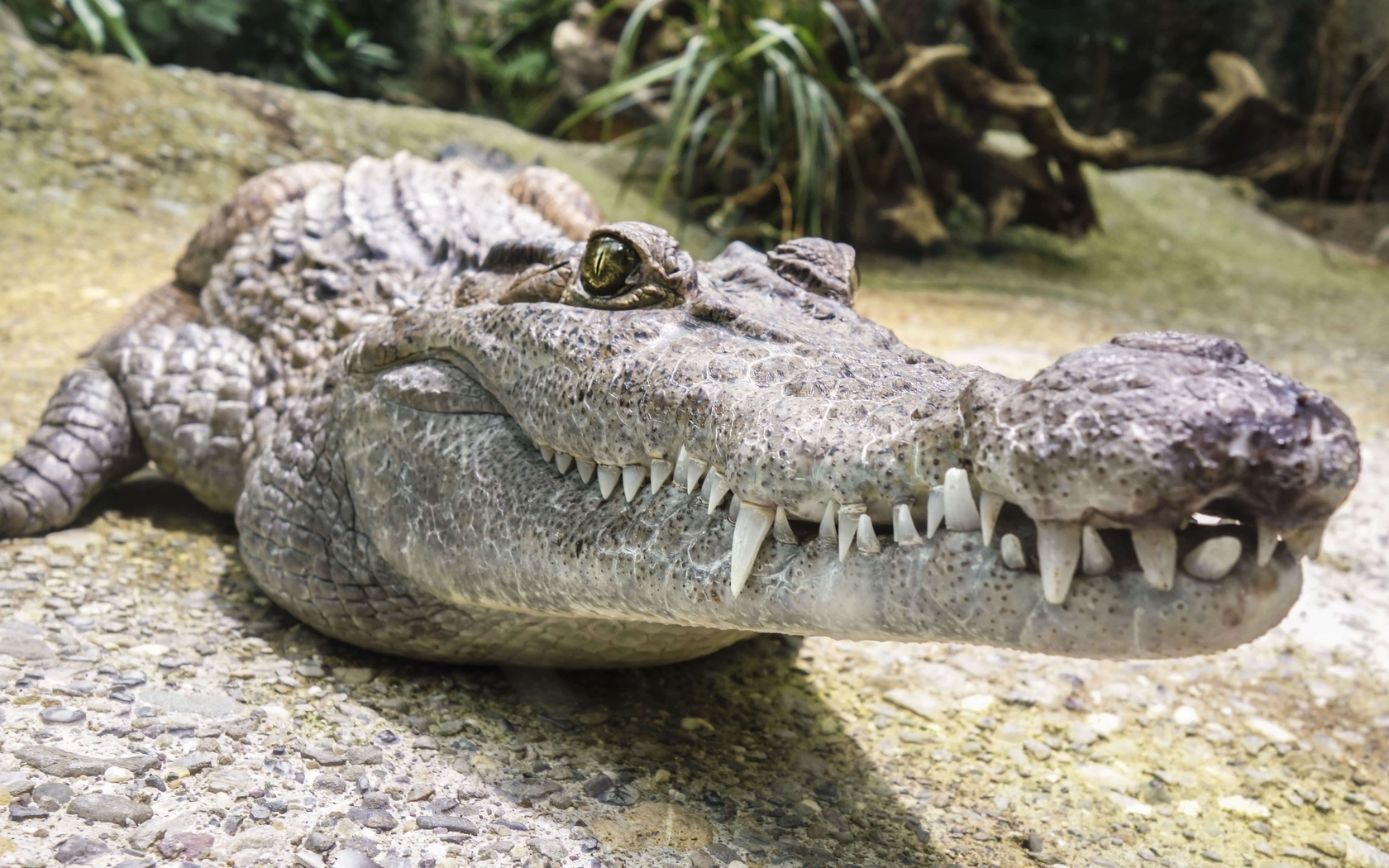 Image: Crocodile, reptile, muzzle, teeth, mouth, eye, stone