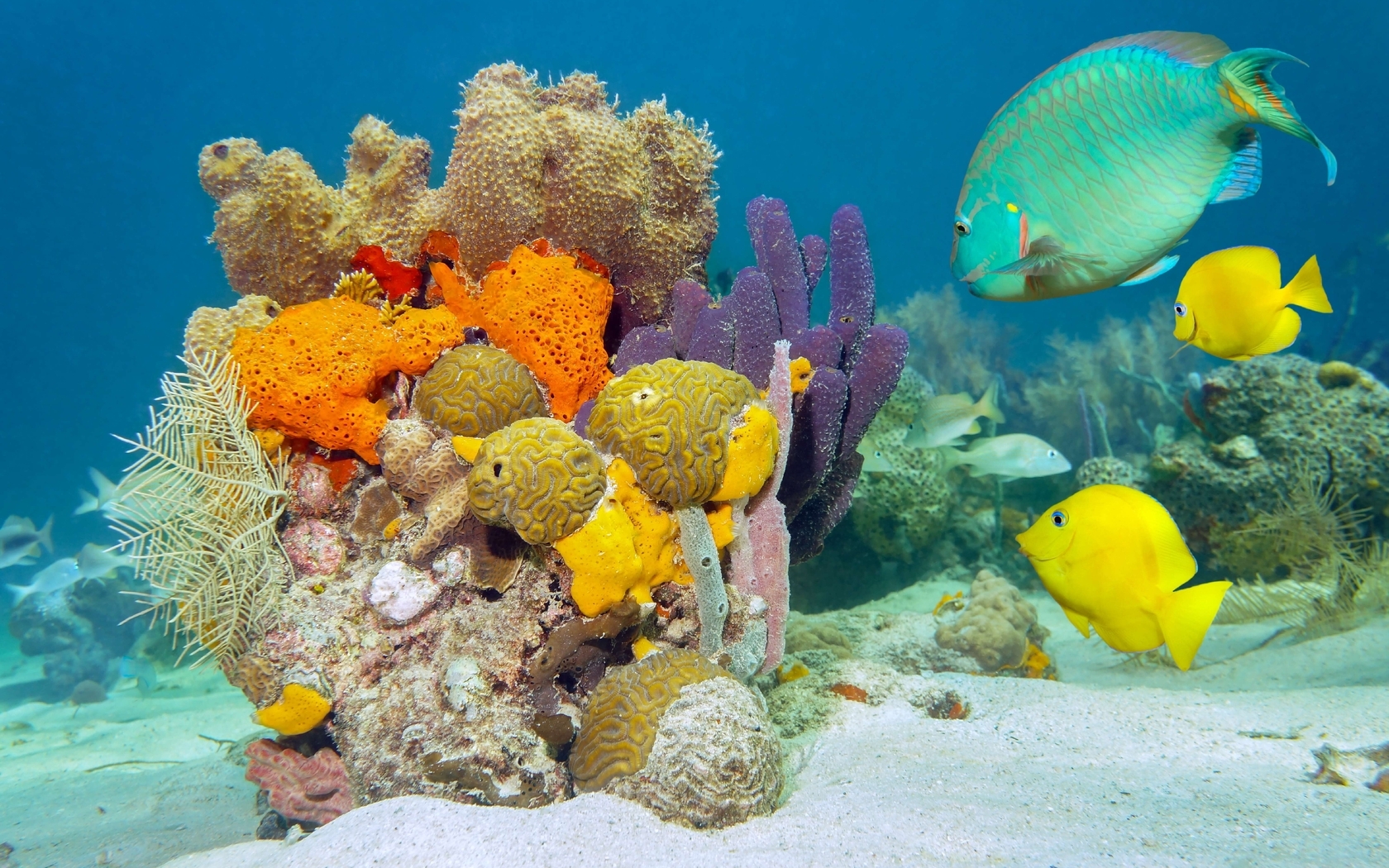 Картинка: Рыбы, кораллы, флора и фауна