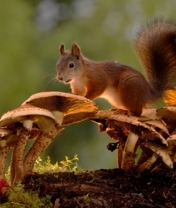 Image: Squirrel, mushrooms, berries, moss, wood, forest