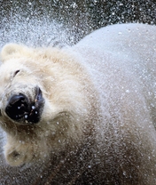 Картинка: Белый, медведь, брызги, морда, нос, встряска, вода