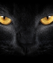 Image: Black cat, eyes, nose, hair, mustache, look