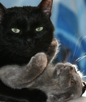 Картинка: Кот, чёрный, кошка, обнимает, играет, сверху, лежит, взгляд, глаза, усы