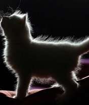 Картинка: Котёнок, профиль, силуэт, стоит, пушистый, светится, чёрный фон