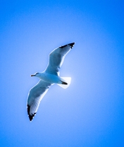 Image: Seagull, bird, flying, flies, sky, blue, clean
