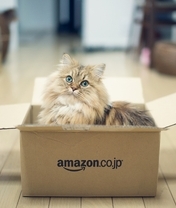 Image: Box, cat, house