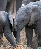 Image: Two, elephants, play