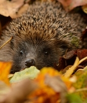 Image: Hedgehog, thorns, needles, eyes, nose, leaves, autumn
