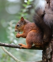 Image: Squirrel, fluffy, sitting, branch, nut, nibbles