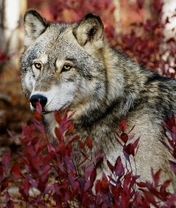 Image: Wolf, predator, animal, muzzle, view, forest, plants, danger