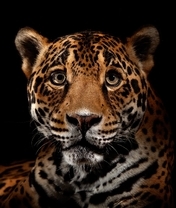 Картинка: Ягуар, хищник, морда, окрас, пятна, смотрит, чёрный фон
