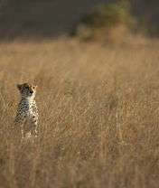 Картинка: Гепард, хищник, кошка, выглядывает, трава, смотрит