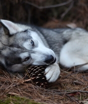 Картинка: Собака, Хаски, лежит, грызет, шишка, лес, иголки, почва