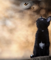 Картинка: Котёнок, кошка, чёрный, белое пятнышко, пенёк, сидит, бабочки, боке, размытость