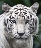 Image: Cat, white tiger, eyes, mustache, nose