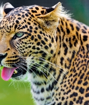 Картинка: Кошка, леопард, усы, язык, пятна