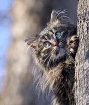Картинка: Кошка, пушистая, мордочка, дерево, прячется