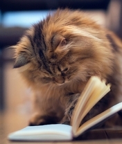 Картинка: Кошка, шерсть, уши, пушистая, книга, сидит, смотрит