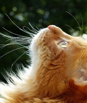 Картинка: Кот, рыжий, голова, профиль, шерсть, усы, нос, уши, крупный план
