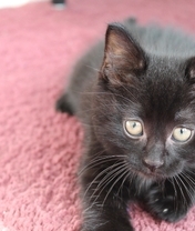 Image: Kitten, cat, black, lying, carpet