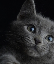 Картинка: Котёнок, морда, глаза, серый