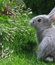 Картинка: Кролик, трава, зелень, серый