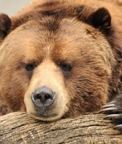 Картинка: Медведь, бурый, морда, нос, лапа, дерево