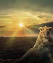 Картинка: Львёнок, камень, лежит, саванна, сумрак, солнце, закат